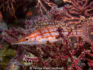 Longnose hawkfish Oxycirrhites typus, Beqa Lagoon, Fiji by Pauline Walsh Jacobson 